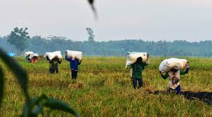 The Increasingly Critical Condition of Indonesian Rice